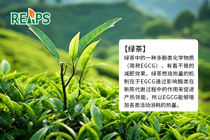 瑞普斯承接绿茶粉原料营养品OEM贴牌代加工