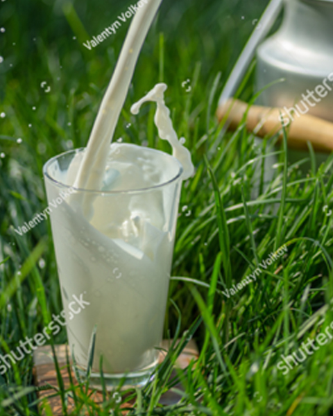 牛初乳